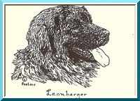 leo31