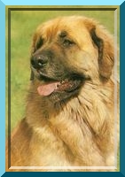 leo34
