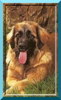 leo37