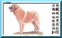 leo38