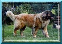 leo42
