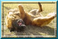 leo51