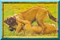 leo60