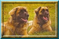 leo61