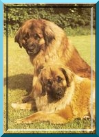 leo71