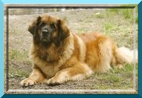 leo73