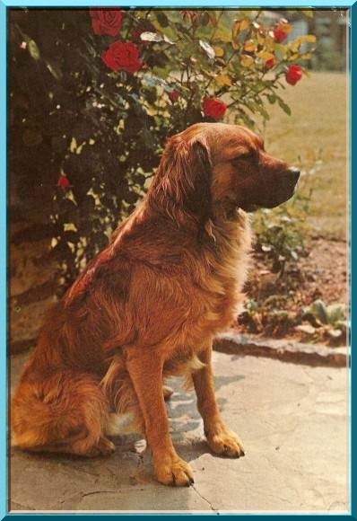 leo84