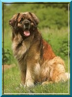 leo9