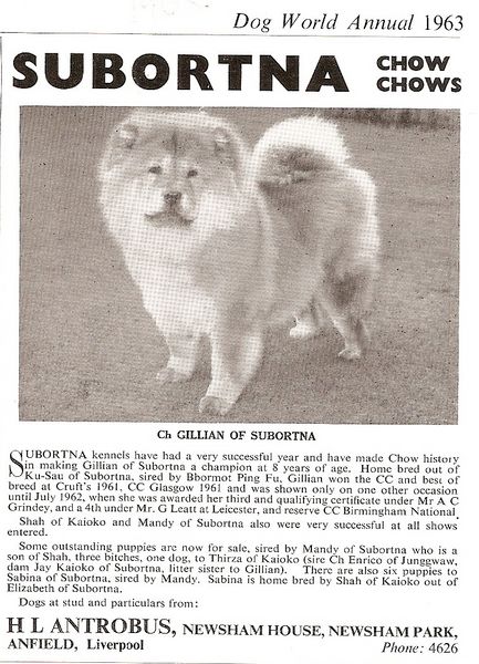 chowchow1963