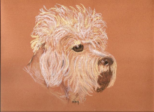 dandie1
