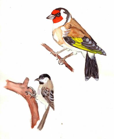 oiseaux1