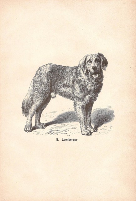 leo18941