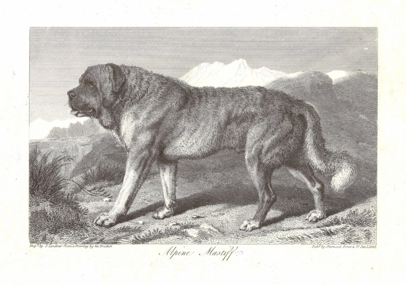 matinalpe1825