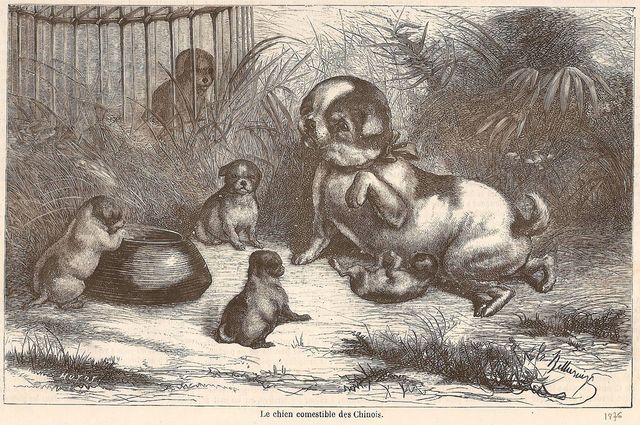 chiencomestiblechinois1876