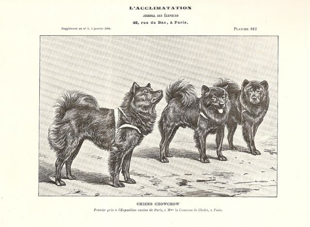 chowchow1905