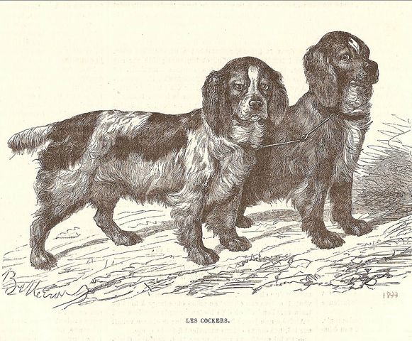 cocker1877