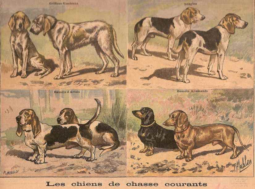 grchiendechasse41897