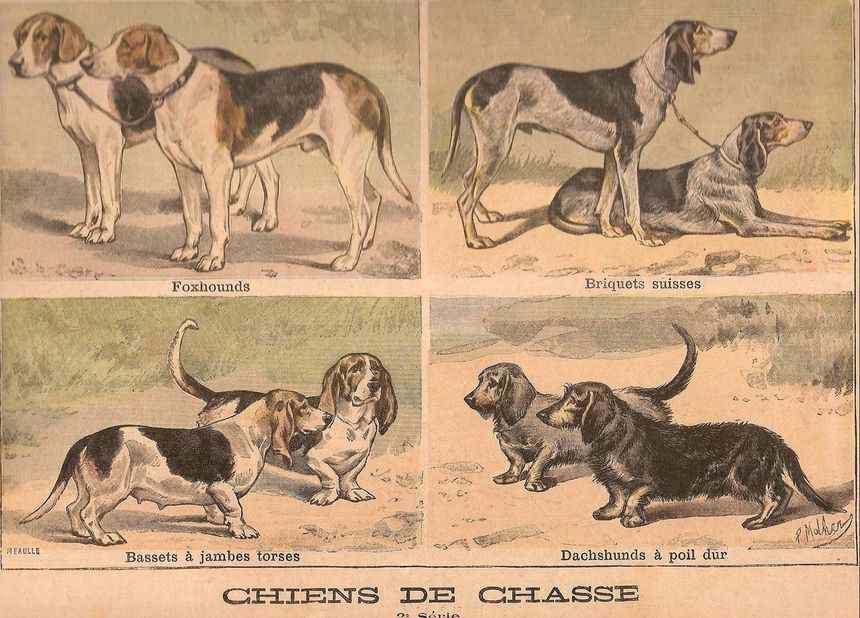 grchiendechasse61897