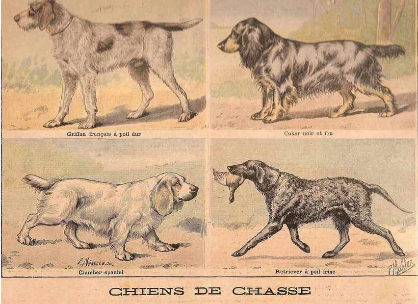 grchiendechasse81897