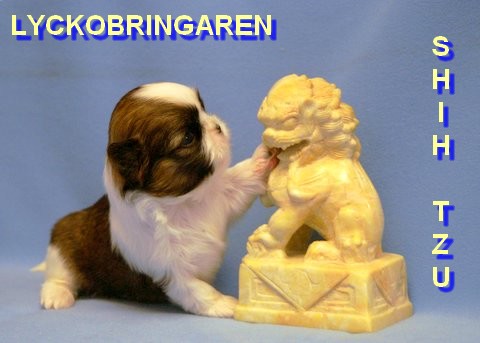 lyckobringarenshihtzu