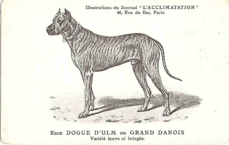 dogueulmgranddanois