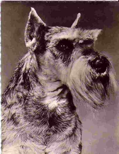 schnauzer