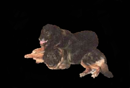vivahtambraz
